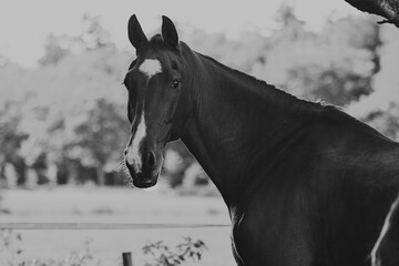 Black and white landscape portrait of a warmblood horse with white markings on his head