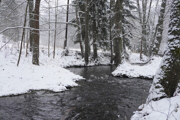 A tranquil stream flowing through a snow-covered forest with dark pine trees and bare branches. A moody, beautiful, and peaceful winter landscape scene.