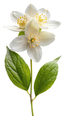 Obraz premium A delicate jasmine flower with green leaves, isolated on transparent background