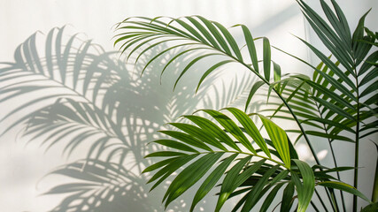 Lush green plant casting intricate shadows on a bright wall in a sunlit room