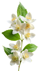 Fototapeta premium A delicate sprig of white jasmine flowers with green leaves, isolated on a transparent background, showcasing the intricate details of the petals and stamen