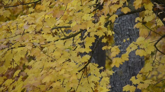 Herbstbl&auml;tter fallen 