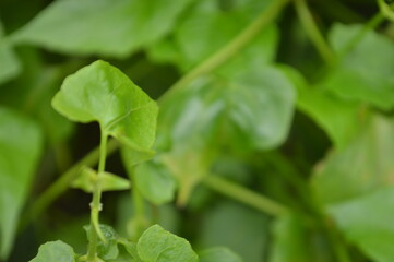 Close-up of green leaf with natural veins and texture