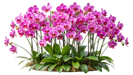 Obraz premium Exotic pink orchid plant blooming in full glory, studio shot