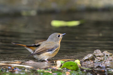 Female Hill Blue Flycatcher 