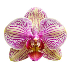 Fototapeta premium A beautiful phalaenopsis orchid flower with delicate purple stripes on a transparent background, showcasing its intricate details and vibrant colors, isolated on transparent background