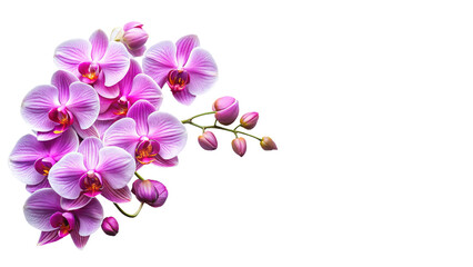 Vibrant purple orchid flowers and buds blooming on pure white
