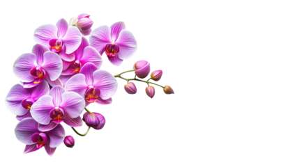 Vibrant purple orchid flowers and buds blooming on pure white