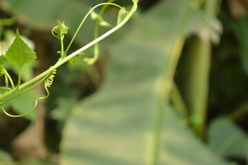 Close-up of green leaf with natural veins and texture
