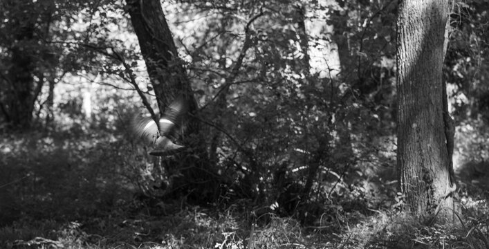 A palombe flies through the greenery of forest, surrounded by tall trees and lush undergrowth near Lac de Leon. Sunlight filters through the leaves, creating a serene atmosphere.