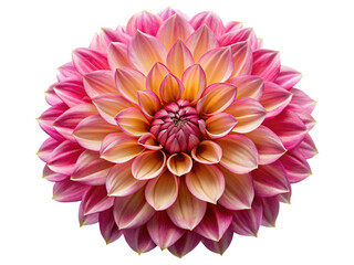 Vibrant pink and orange dahlia flower blossom isolated on white