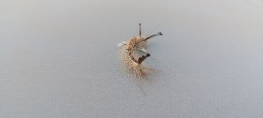Tussock Moth Caterpillar back view