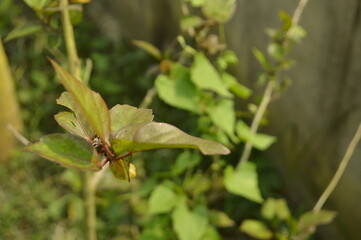 Close-up of green leaf with natural veins and texture