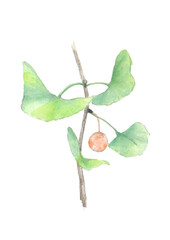 水彩で描いた枝葉付き銀杏の実イラスト素材【手描き】白バック　切り抜き　コピースペースあり