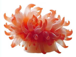 Fototapeta premium Elegant sea anemone displaying its tentacles in a studio shot on a white background showcasing its vibrant orange color and translucent texture