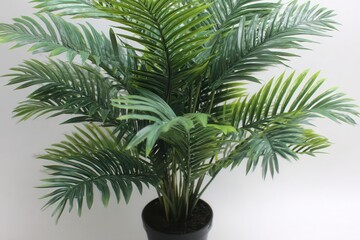 Fototapeta premium Tropical Palm Tree in Pot against White Wall Background Studio Shot Close Up Green Leaves Indoor Plant Decoration