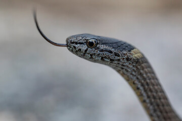 Close up of  Australian Mustard-bellied Snake flickering it's tongue
