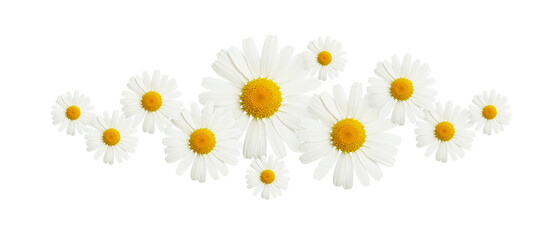 Daisy flowers in a floral line arrangement isolated on white or transparent background