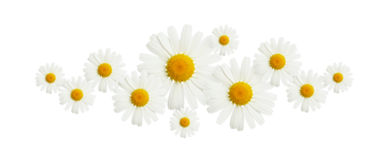 Daisy flowers in a floral line arrangement isolated on white or transparent background