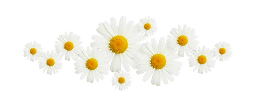 Daisy flowers in a floral line arrangement isolated on white or transparent background