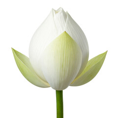 Obraz premium Elegant White Lotus Flower Blooming with Soft Petals and Green Stem Against a Clean Background