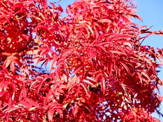 Autumn leaves and habitus of Sorbus ulleungensis cultivar. The rowan is native to South Korea. Sweden