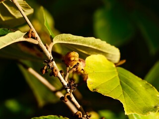 Fruits of the hybrid witch hazel (Hamamelis × intermedia), witch-hazel or winterbloom, a flowering plant in the family Hamamelidaceae. Sweden