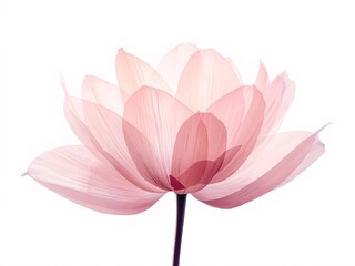 Obraz premium Translucent delicate pink lotus flower with dark stem against stark white background