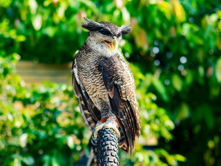 Close-up of a majestic owl perched outdoors with vibrant green foliage background, showcasing wildlife beauty, sharp details, and natural bird behavior in daylight.