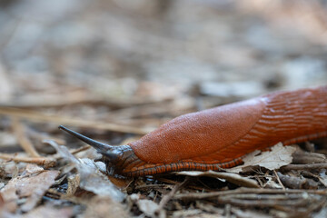 A red slug moves slowly across the forest floor in Courant de Huchet, Departement des Landes. The sun filters through the trees, illuminating the earthy surroundings and fallen leaves.