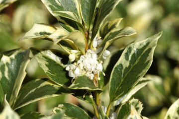 Closeup shrub False holly (Osmanthus heterophyllus 'Goshiki') with small, white flowers. Family Oleaceae. Autumn, October. Dutch garden.