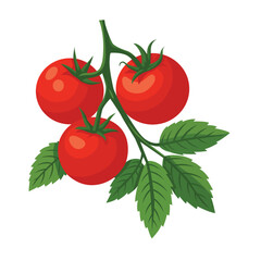 Three red tomatoes on a tree with green leaves, fresh illustration.