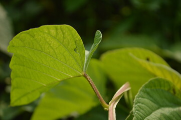 Close-up of green leaves with natural background in daylight