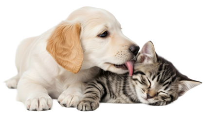 Cute Golden Retriever puppy licking a sleeping tabby kitten, best friends forever concept