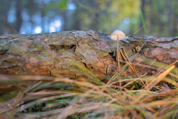 Delikatny grzyb rosnący na powalonym pniu w lesie. Jesienna sceneria w miękkim świetle, pokazująca piękno natury w skali makro. Naturalne barwy kory, igieł i mchów tworzą spokojny, leśny klimat.