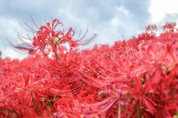 青空と彼岸花咲き誇る土手
