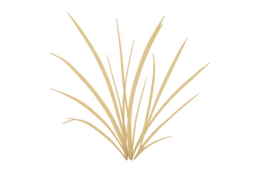 Fototapeta premium Dry grass tuft growing, representing drought, summer, or abstract nature. Isolated on a transparent background