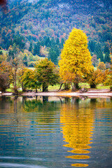 Obraz premium Lake Bohinj bathed in autumn magic. The kingdom of the golden-horned ibex.