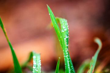 Lake Bohinj bathed in autumn magic. The kingdom of the golden-horned ibex.