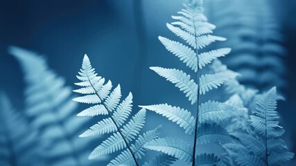 Close up of a lush fern plant with delicate fronds under a blurred deep blue background. Nature botany growing foliage footage. - Powered by Adobe