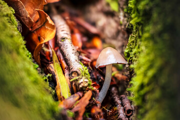 Lake Bohinj bathed in autumn magic. The kingdom of the golden-horned ibex.