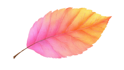 A vivid, isolated autumn leaf displays a gradient of pink, orange, and yellow hues against a black background