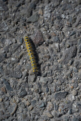 A small caterpillar moves slowly across a gravel road at Lac de Leon, Departement des Landes. Its vibrant colors stand out against the gray stones as it makes its journey.