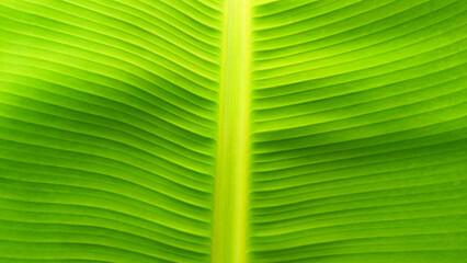 Close up shot of a banana tree with green leaves, perfect for food or nature related images.