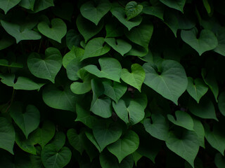 Dense heart-shaped green leaves of sweet potato vine or morning glory plant creating natural texture background