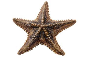 A detailed close-up of a starfish, five-pointed with a detailed surface texture