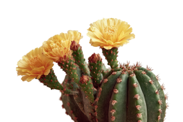 Vibrant close-up of a cactus with bright yellow blooms emerging against a dark background