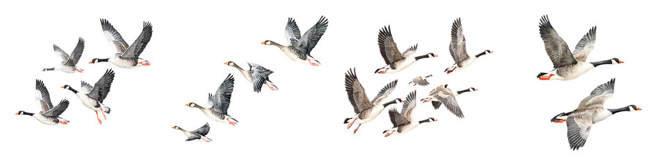 Obraz premium Flock of Geese in Flight: Watercolor Illustration