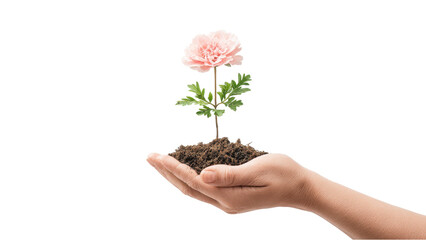Hand holding plant growing from soil on white