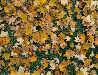 High-angle view of a thick layer of colorful autumn maple leaves scattered on bright green grass....